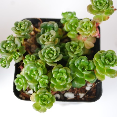 Sedum oreganum 5cm with - 5.5cm, pot