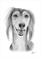 Dog SALUKI Pencil Drawing