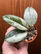 Hoya Wilbur Graves Rooted