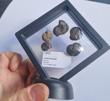 5 Fossil Goniatites in Floating Display Frame  - Morocco