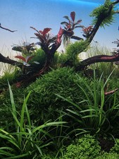 Callicostella Prabaktiana