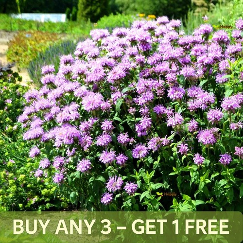 Herb wild bergamot 1000 - herb,