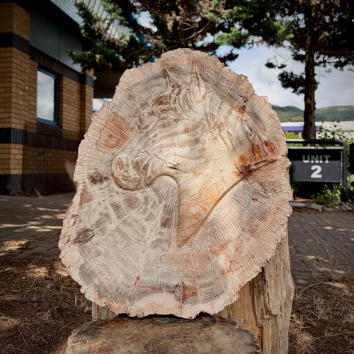 Large petrified wood slice - large,