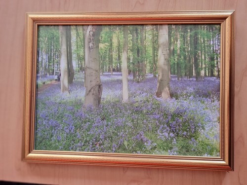 Bluebell wood photo gold - bluebell, in