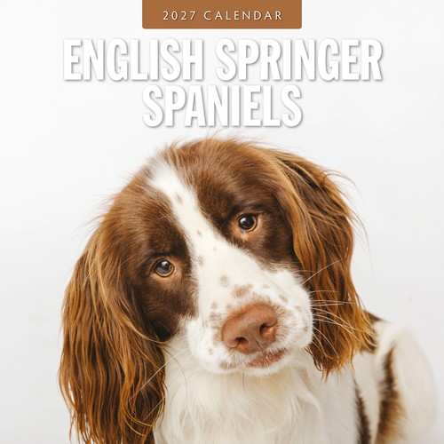 English springer spaniels 2027 - english,
