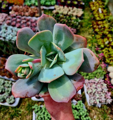 Echeveria hakuhou pink - pink, and
