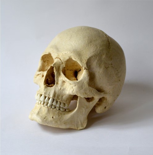 Male human skull replica - male,