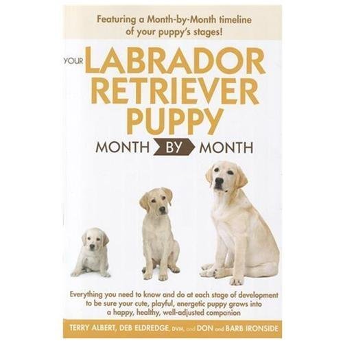 Your labrador retriever puppy - your,