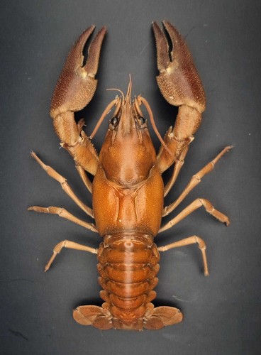 Crayfish taxidermy multiple - taxidermy, (multiple
