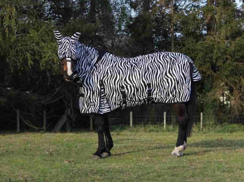 Light zebra fly - zebra, complete