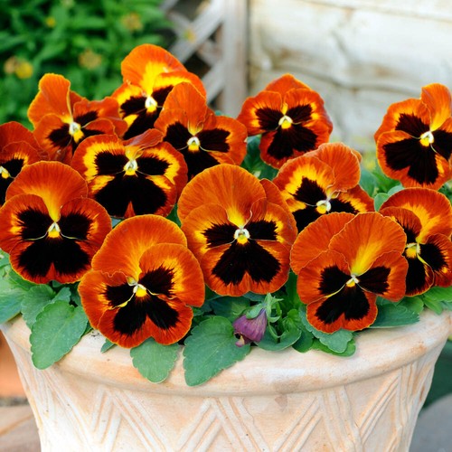 Pansy pumpkin 20 x - pansy, 'pumpkin',
