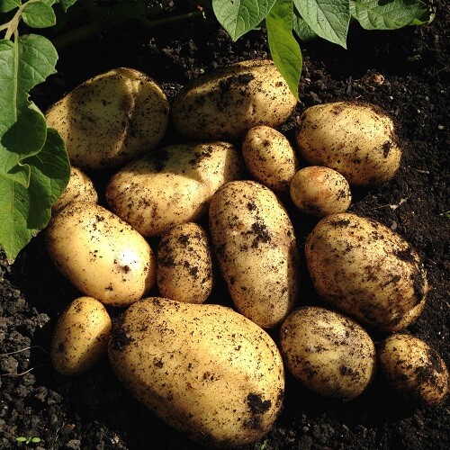 Maris peer seed - peer,