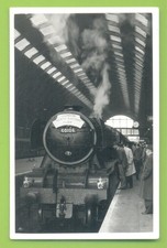 60106 FLYING FOX AT UNKNOWN