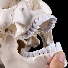 Life size human skull - skull, model