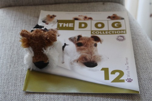 Wire fox terrier - 12,