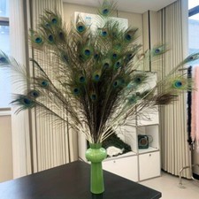 10x/lot Natural Peacock