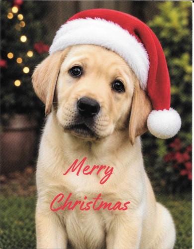 Labrador puppy dog christmas - puppy,