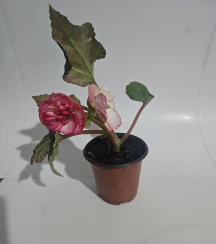 Begonia potted flowering - begonia,