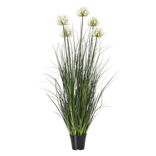 White large - large, agapanthus