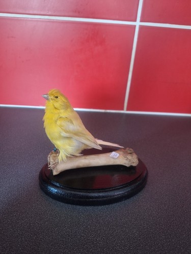 Taxidermy canary deer bone - canary, on