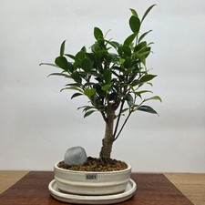 Ficus Microcarpa (Banyan Fig)