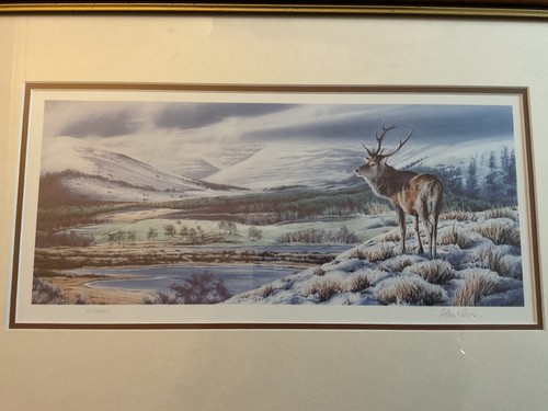 Highland stag signed framed - highland,