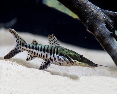 Tiger shovelnose catfish - tiger,