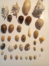 Seashell And Cowrie