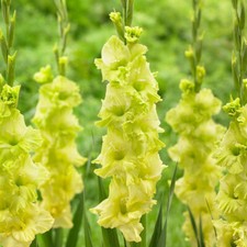 10 Gladioli Green Star Summer Flowering Bulbs Plant Perennial Garden Stunning