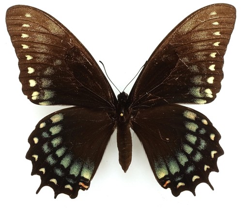 Papilio menatius cleotas - menatius,