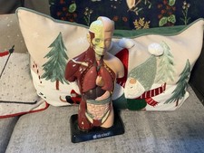 Edu Science Human Torso