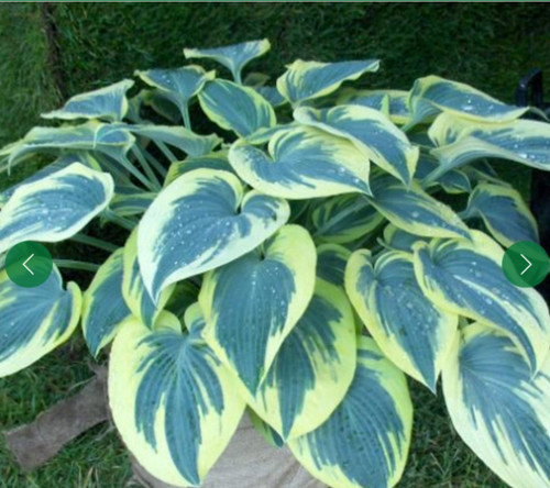 Hosta plantain lily - hosta, blue