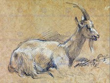Painting Sketch Animal Portrait Gainsborough Goat Poster Art Print Bb12942B