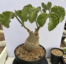 1pc 1-1.5cm Rare Cacti