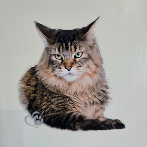 Maine coon decal sticker cat - decal,