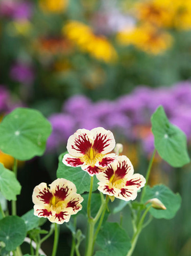 Nasturtium clement - nasturtium, /