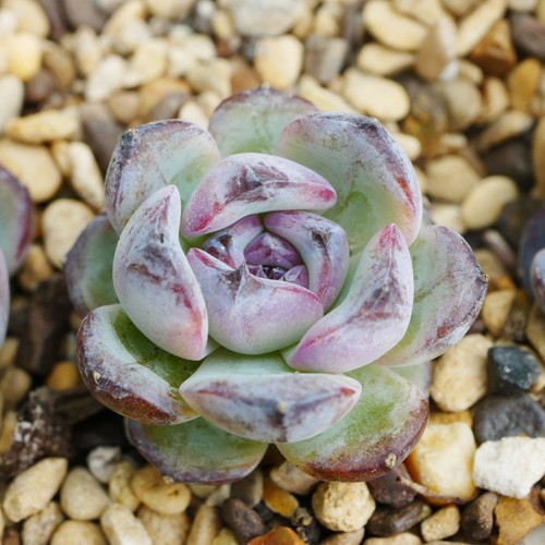 Echeveria dark opal - echeveria, plant
