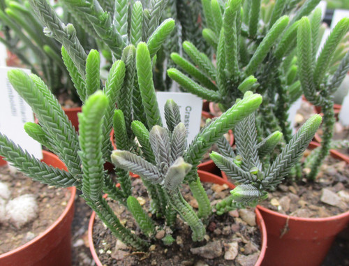 Crassula lycopodioides - crassula,