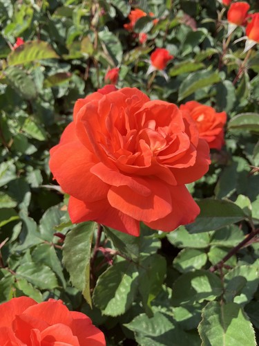 Super trouper garden - super,