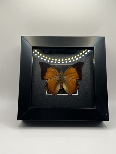 Framed taxidermy specimen a - specimen, of