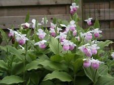 3x Cypripedium reginae vitro
