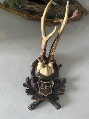 Vintage roe deer antler trophy - vintage,