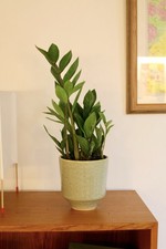 Zamioculcas Zamiifolia Indoor
