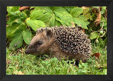 Hedgehogs Framed Wall Art