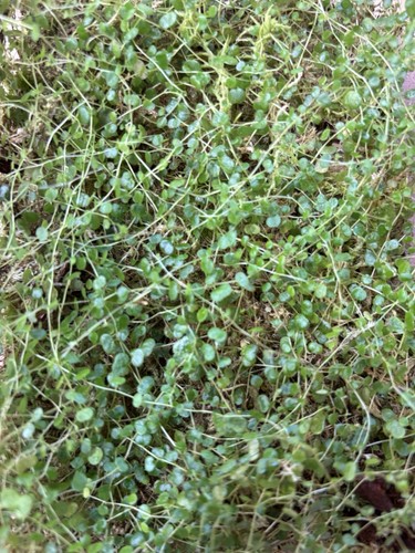 Peperomia emarginella - peperomia, x5