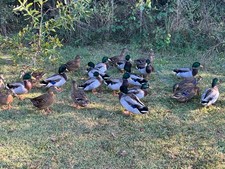 One Dozen...That's 12 Pure