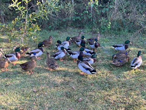 One dozen that 12 - one, dozen...that's