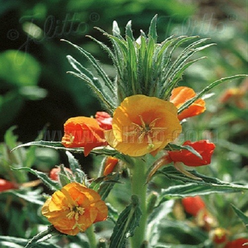 Oenothera versicolor sunset - oenothera, 'sunset