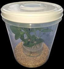 Praying Mantis, Stick Insect