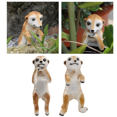 Meerkat garden animal - garden,